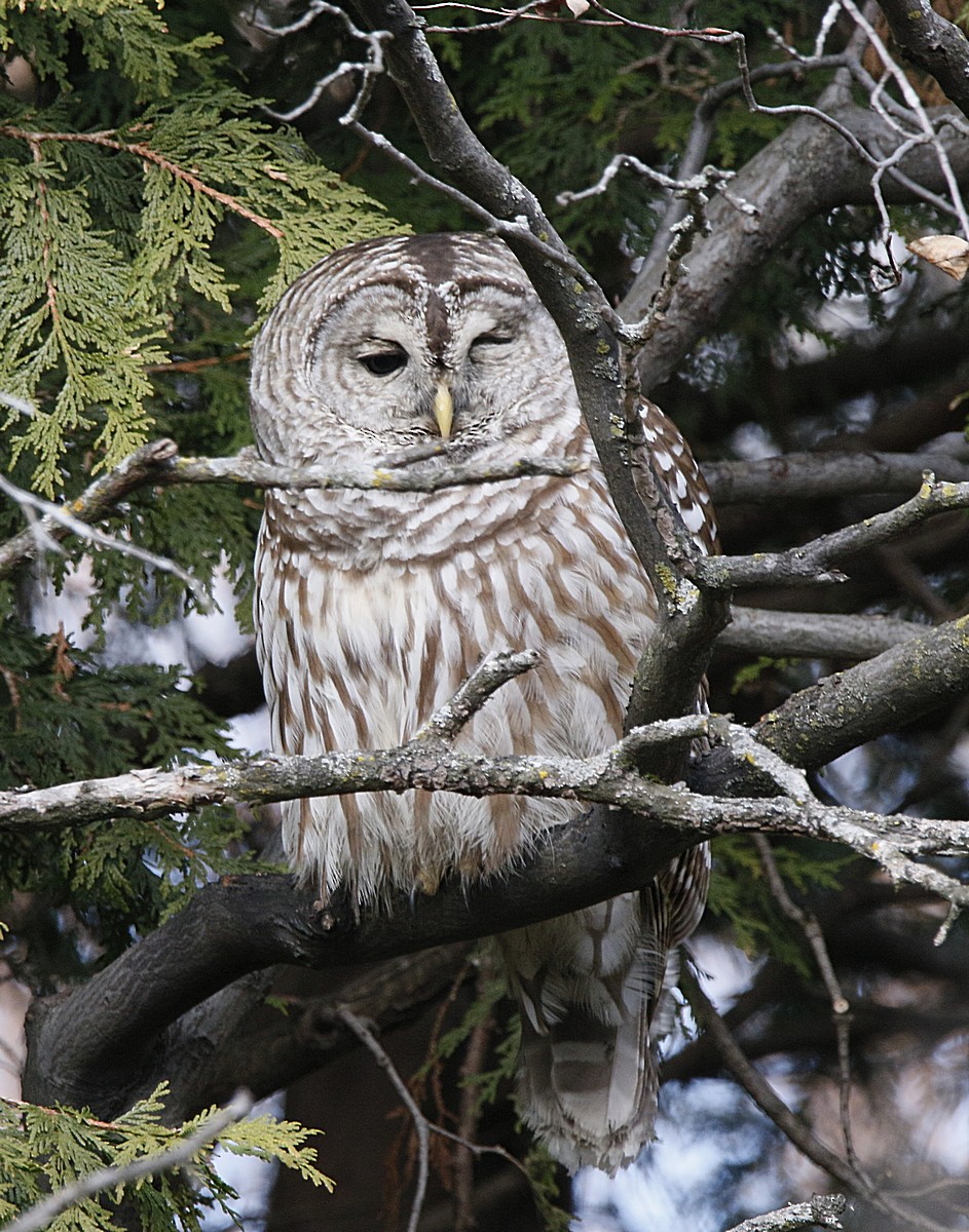 Barred Owl - ML626756900