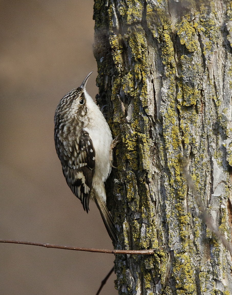 Brown Creeper - ML626756906
