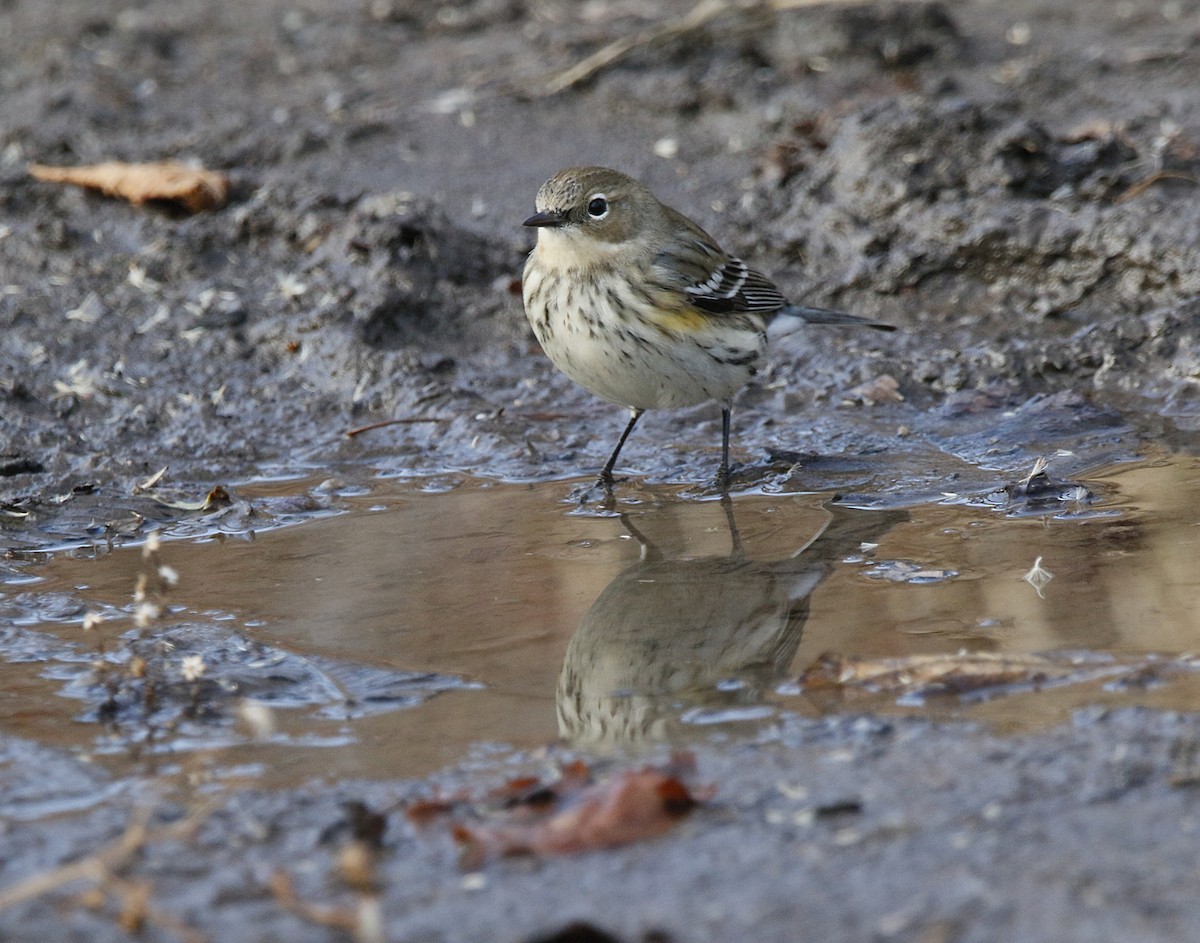Yellow-rumped Warbler - ML626756910