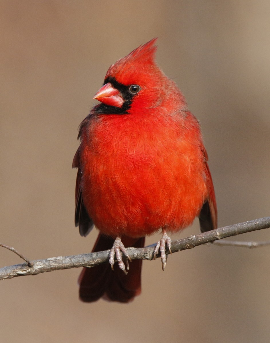 Northern Cardinal - ML626756913
