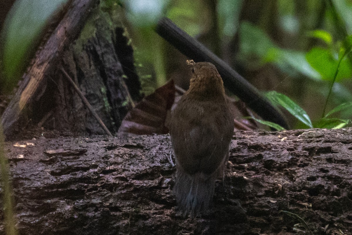 Middle American Leaftosser - ML626756978