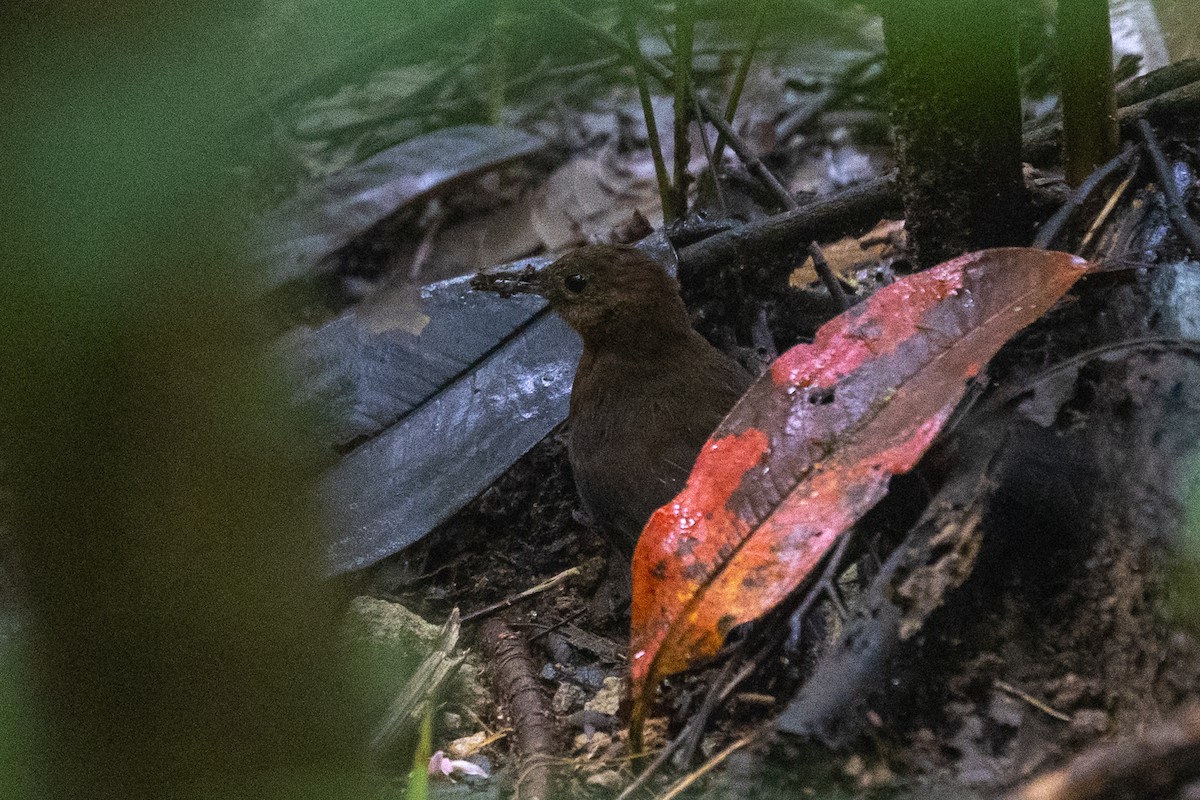 Middle American Leaftosser - ML626756979