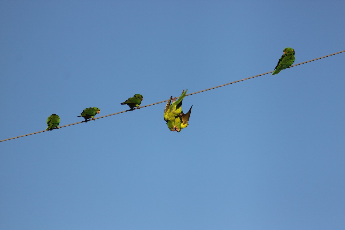 Green Parakeet - ML626756982