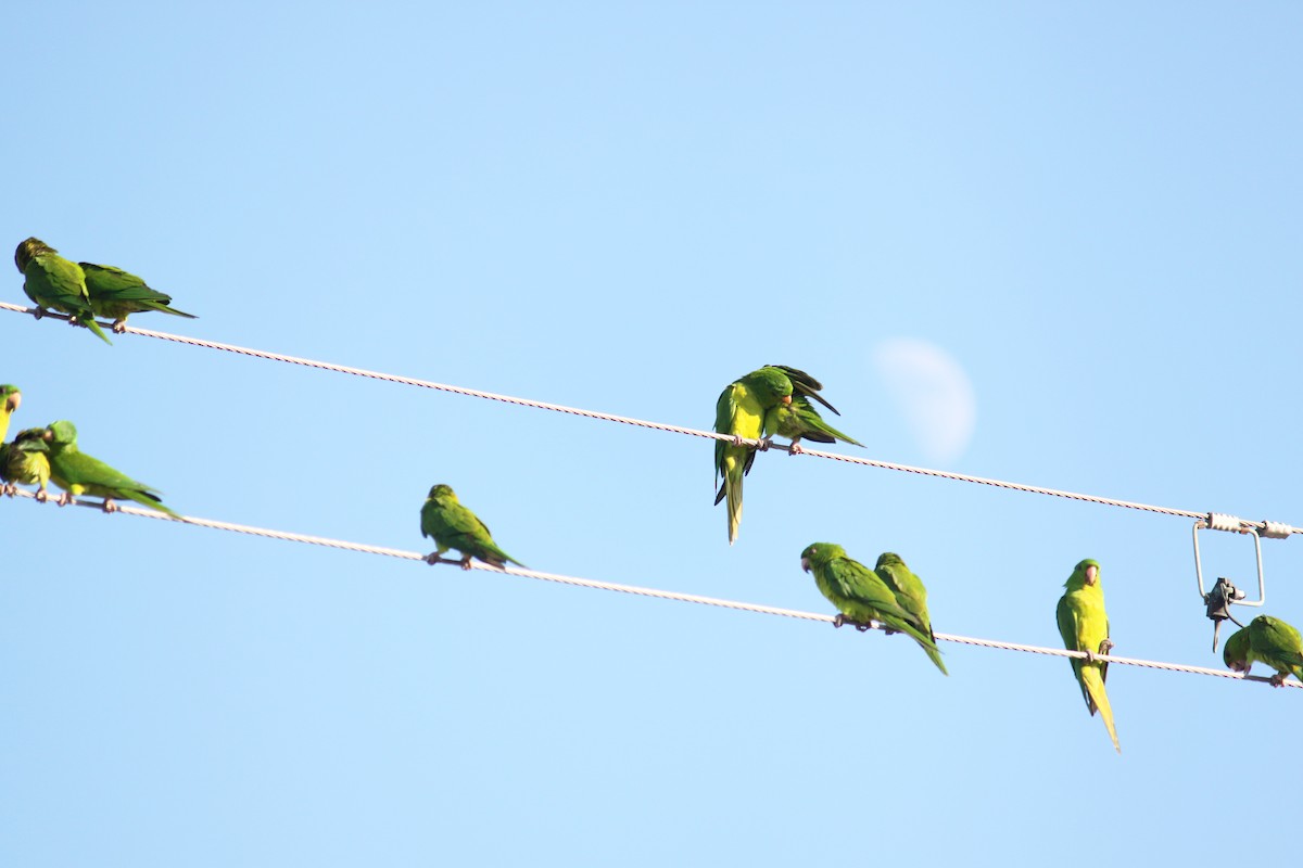 Green Parakeet - ML626756983