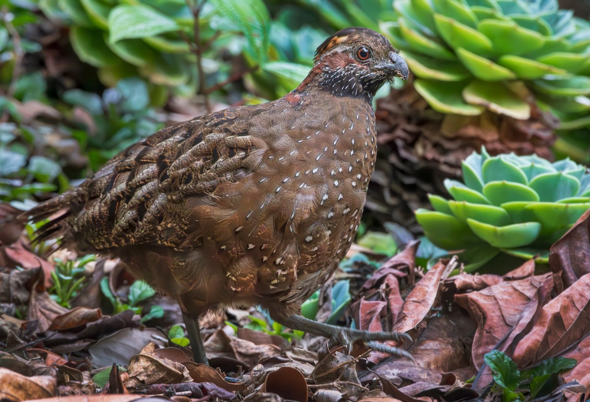 Spotted Wood-Quail - ML626757470