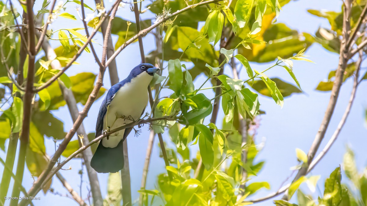 Madagascar Blue Vanga - ML626757645