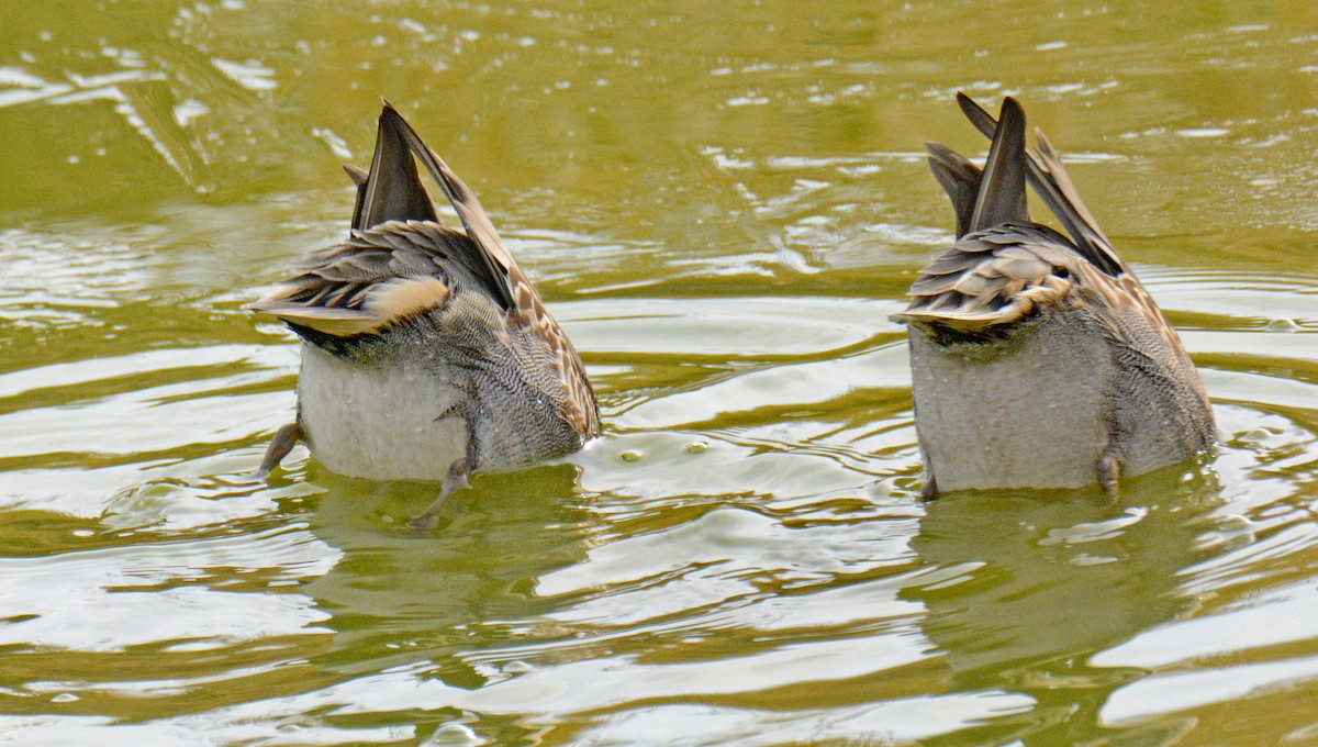 Green-winged Teal (American) - ML626757694