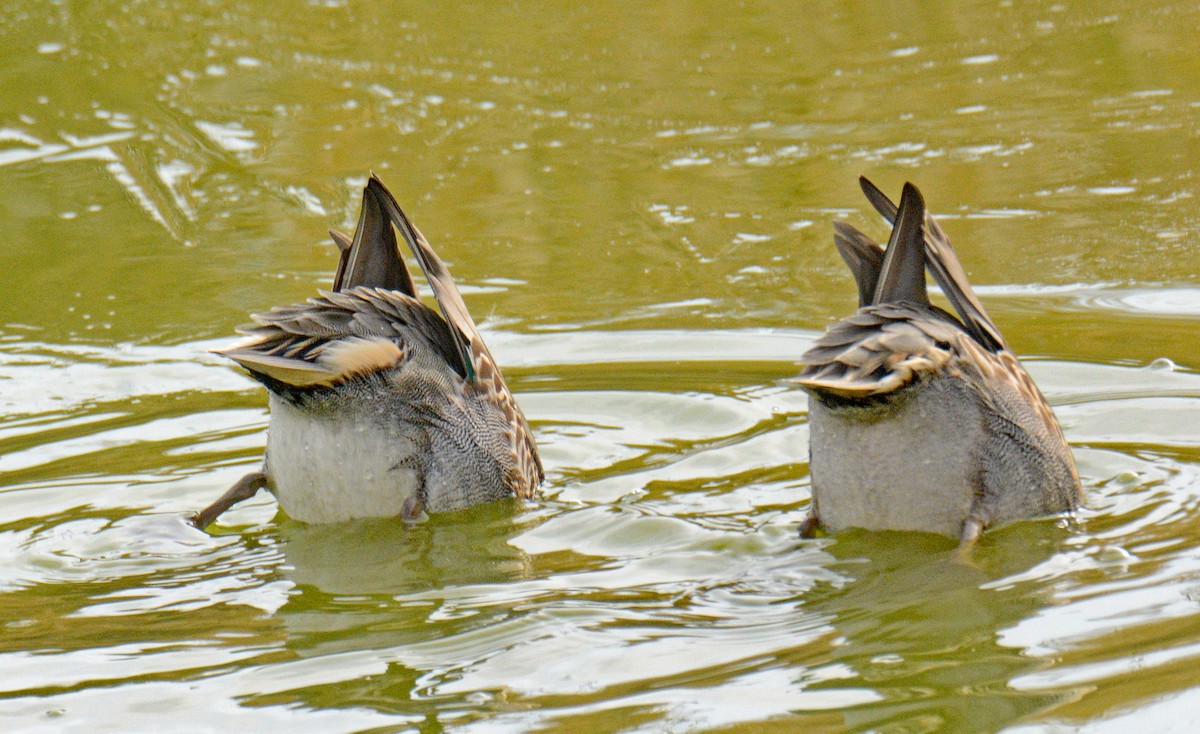 Green-winged Teal (American) - ML626757696