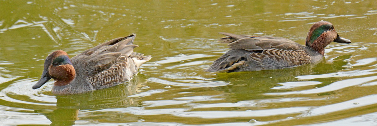 Green-winged Teal (American) - ML626757699