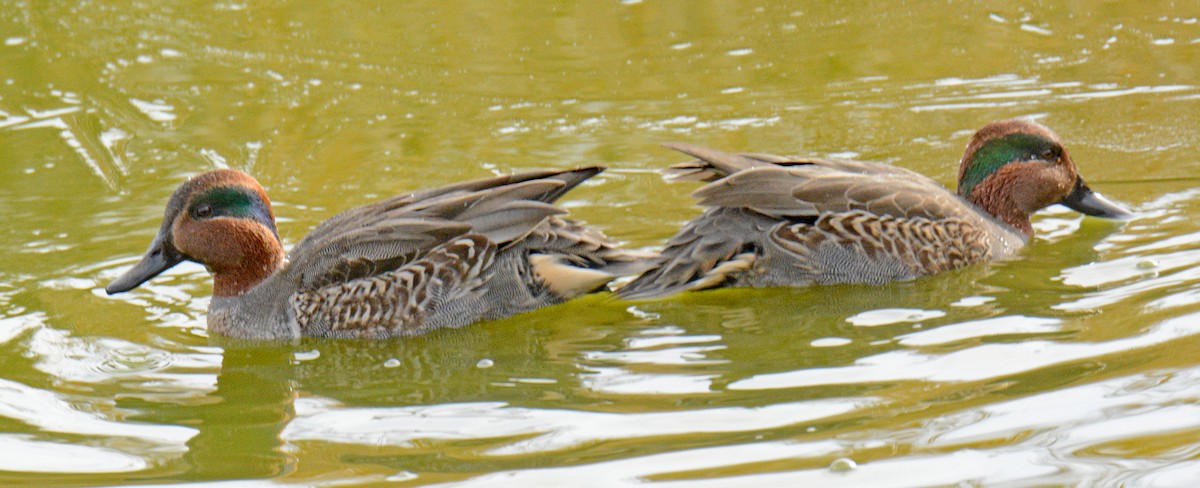 Green-winged Teal (American) - ML626757700