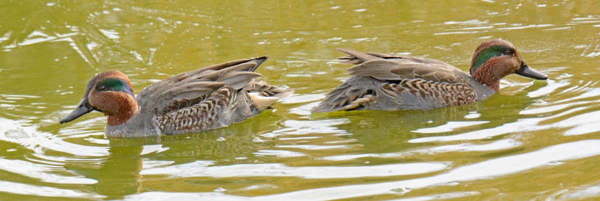 Green-winged Teal (American) - ML626757701