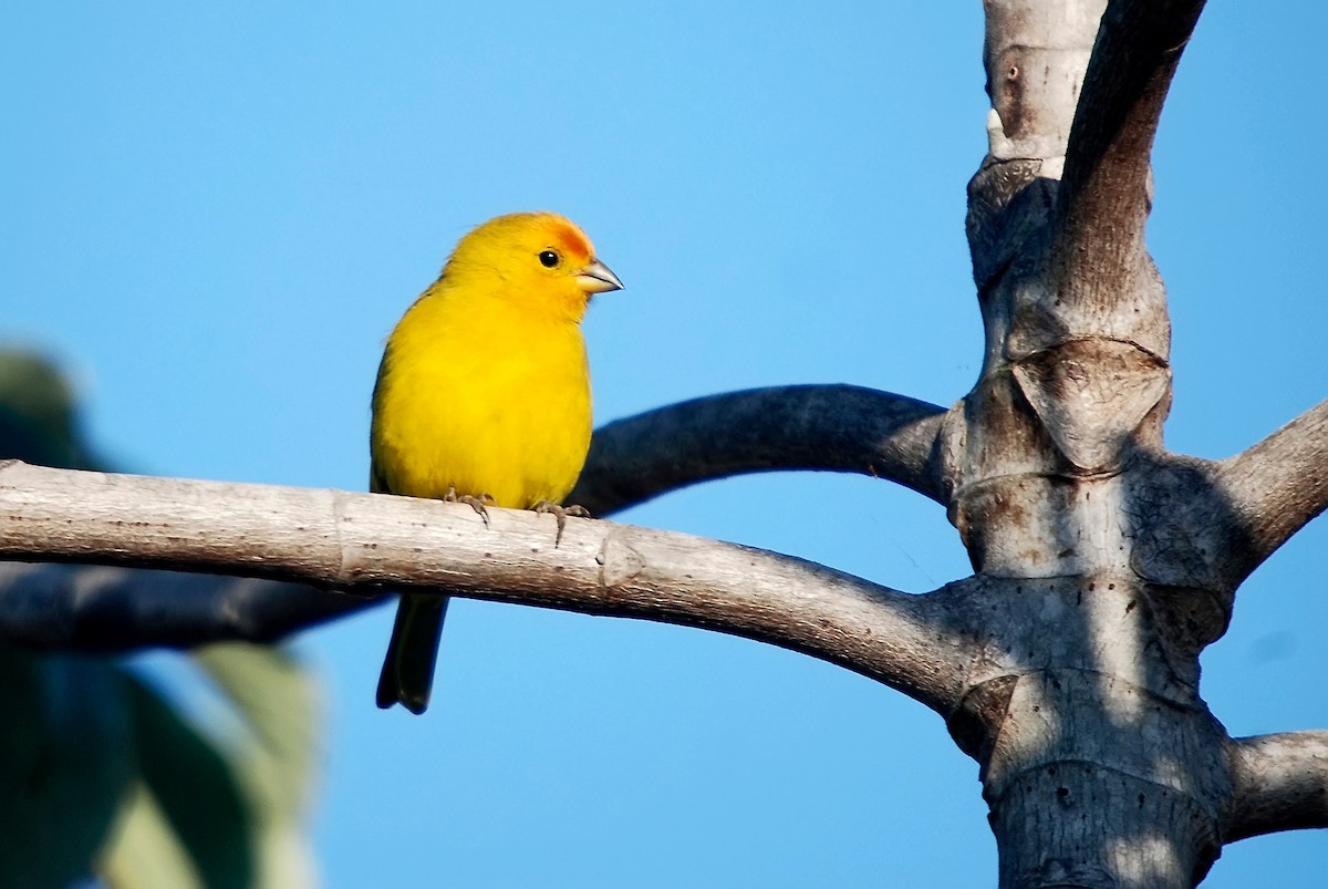 Saffron Finch - ML62675791