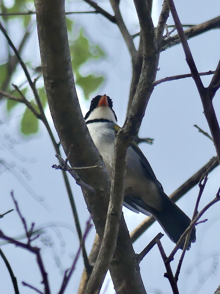 Saffron-billed Sparrow (Saffron-billed) - ML626758012