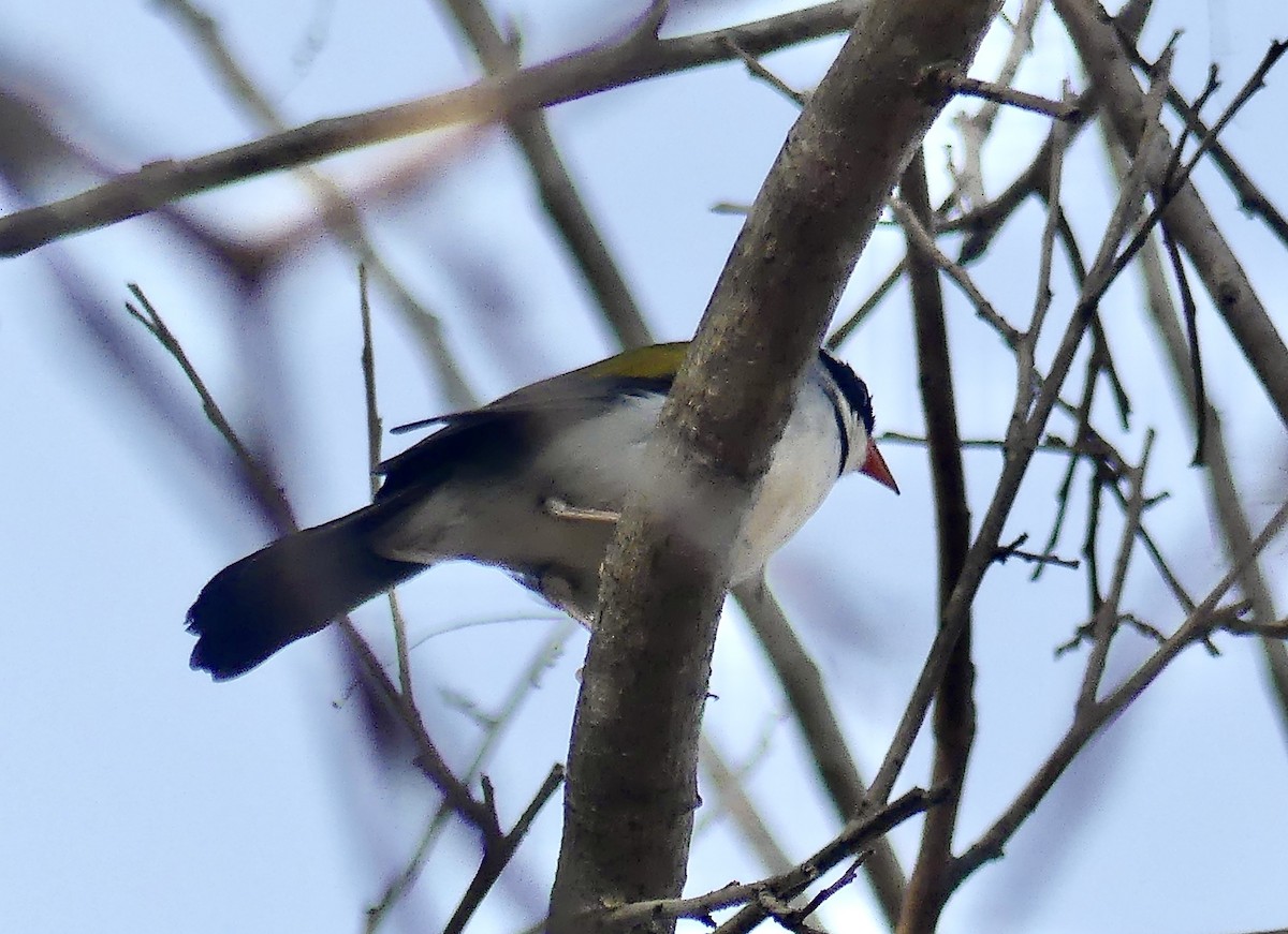 Saffron-billed Sparrow (Saffron-billed) - ML626758014