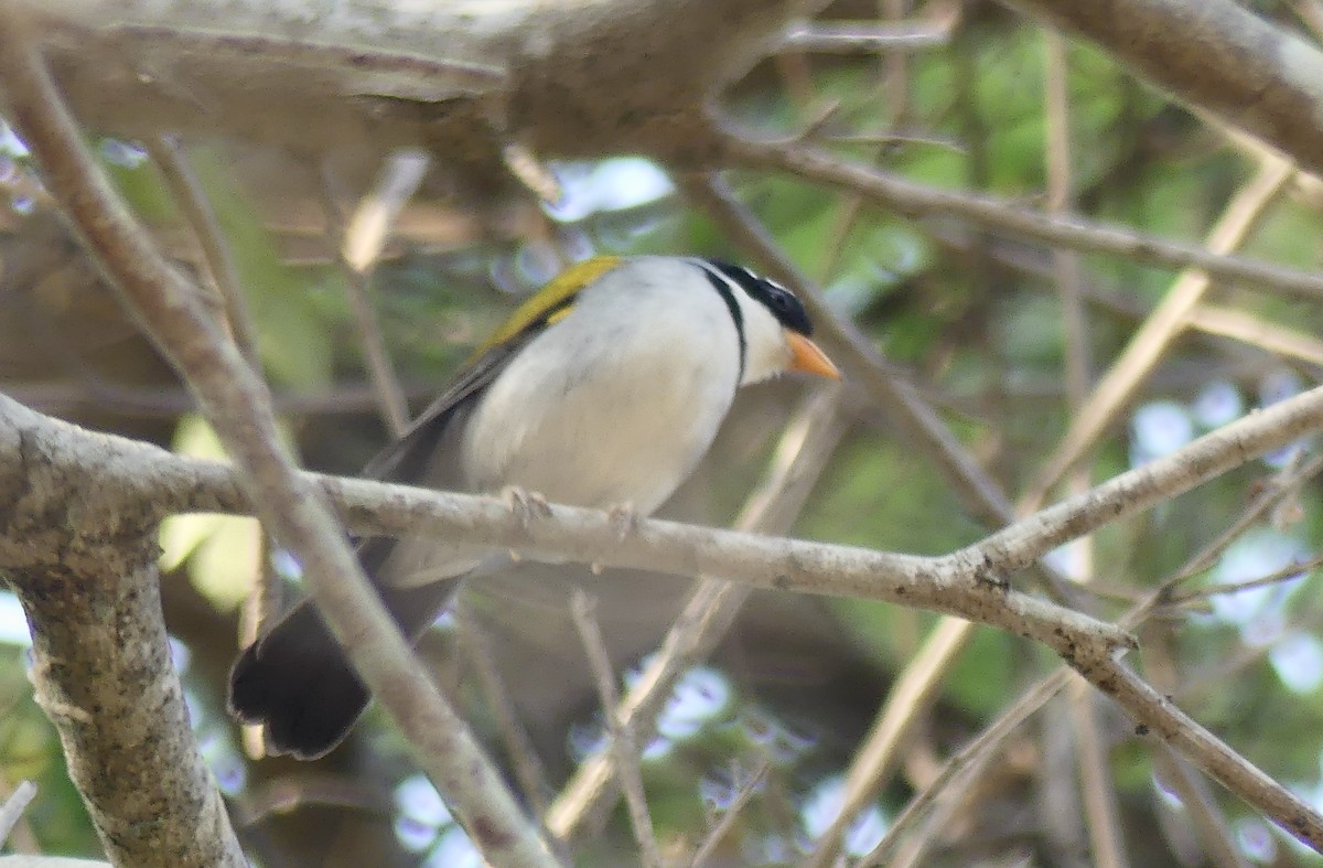 Saffron-billed Sparrow (Saffron-billed) - ML626758015