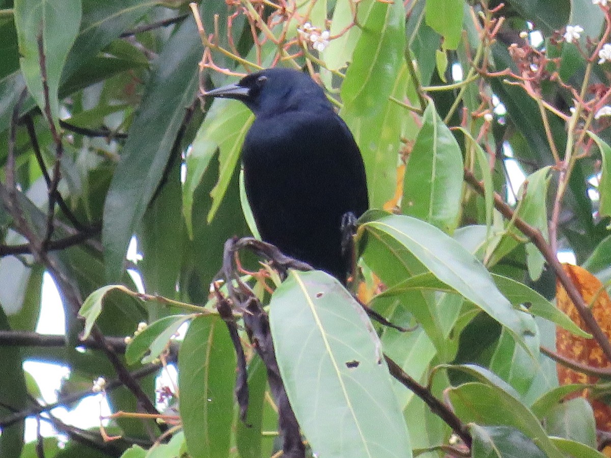 Jamaican Blackbird - ML626758077