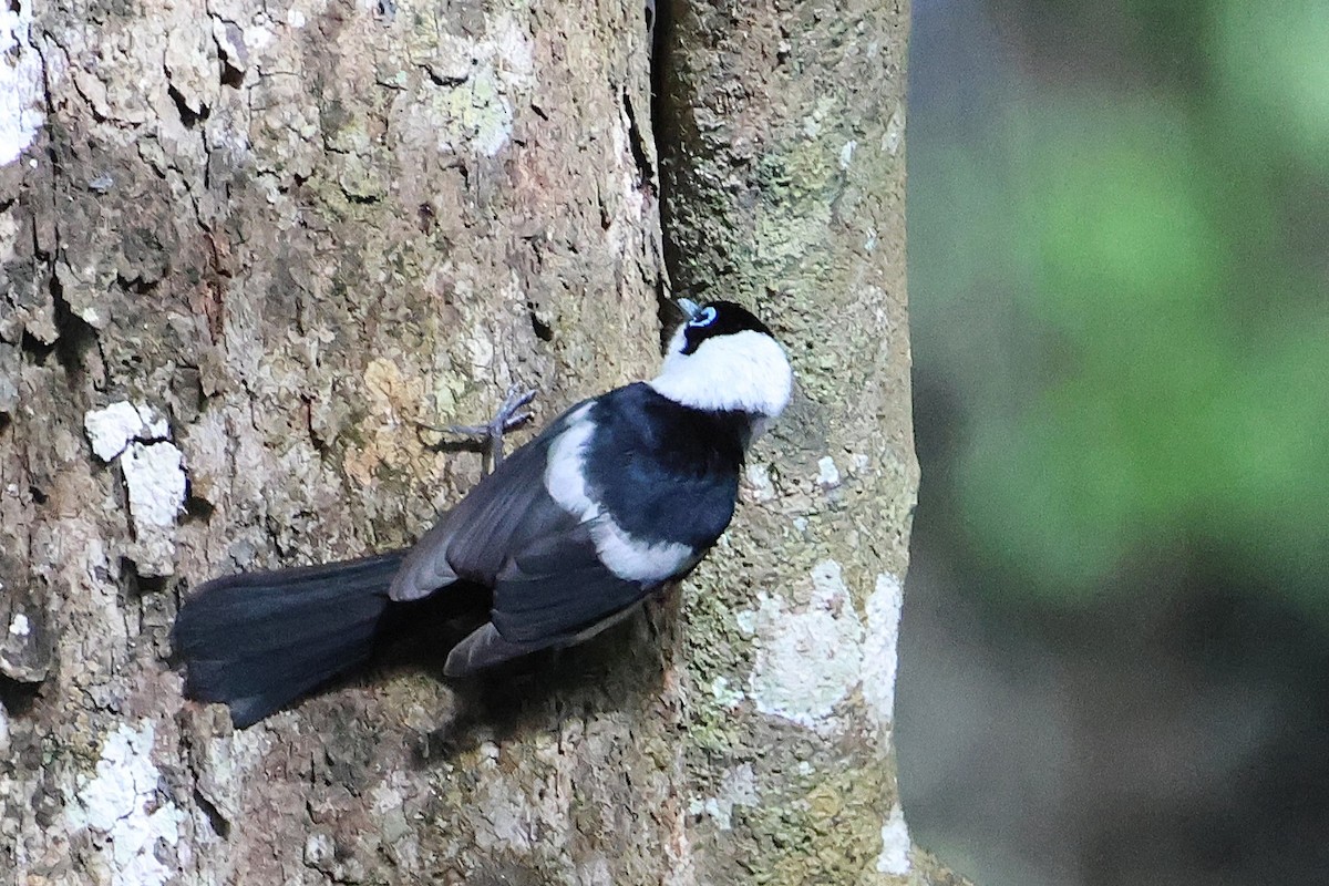 Pied Monarch - ML626758085