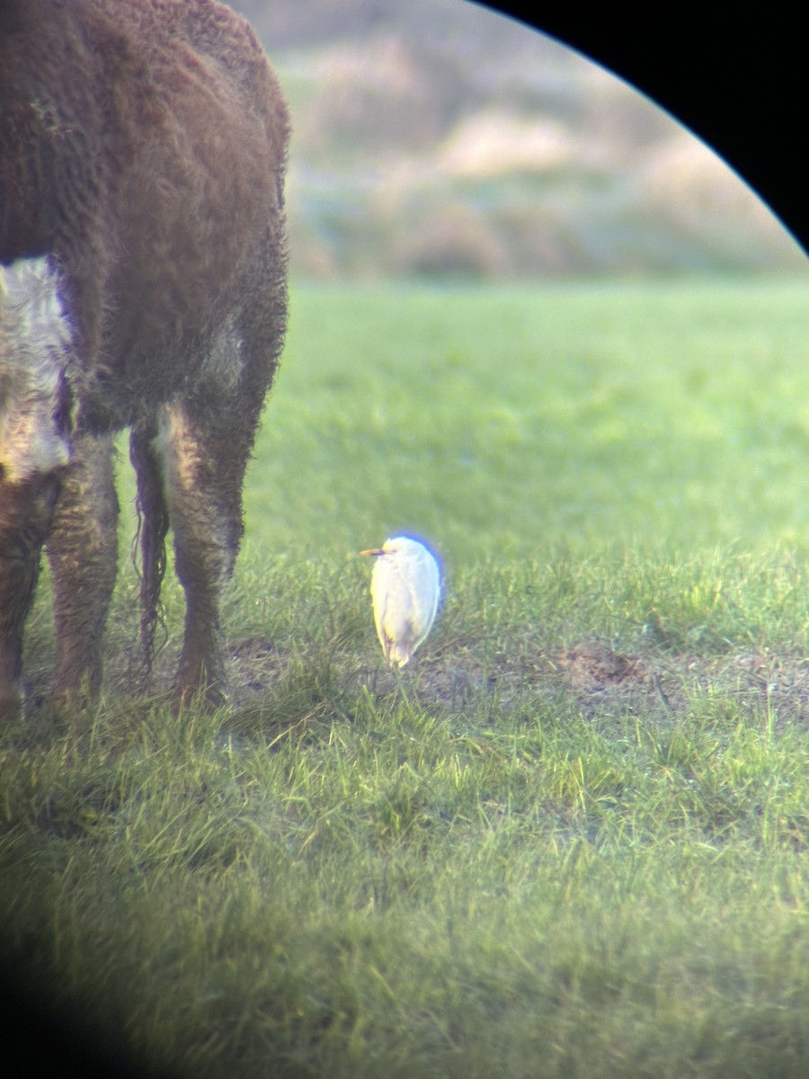 Western Cattle-Egret - ML626758347