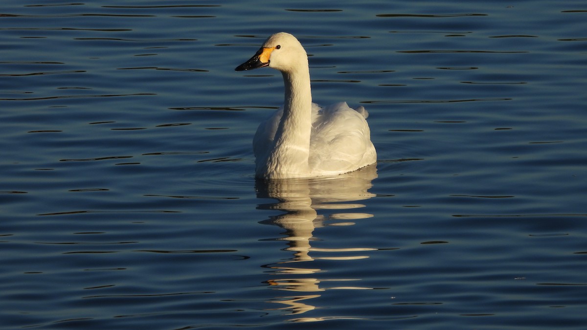 Cygne siffleur - ML626758396