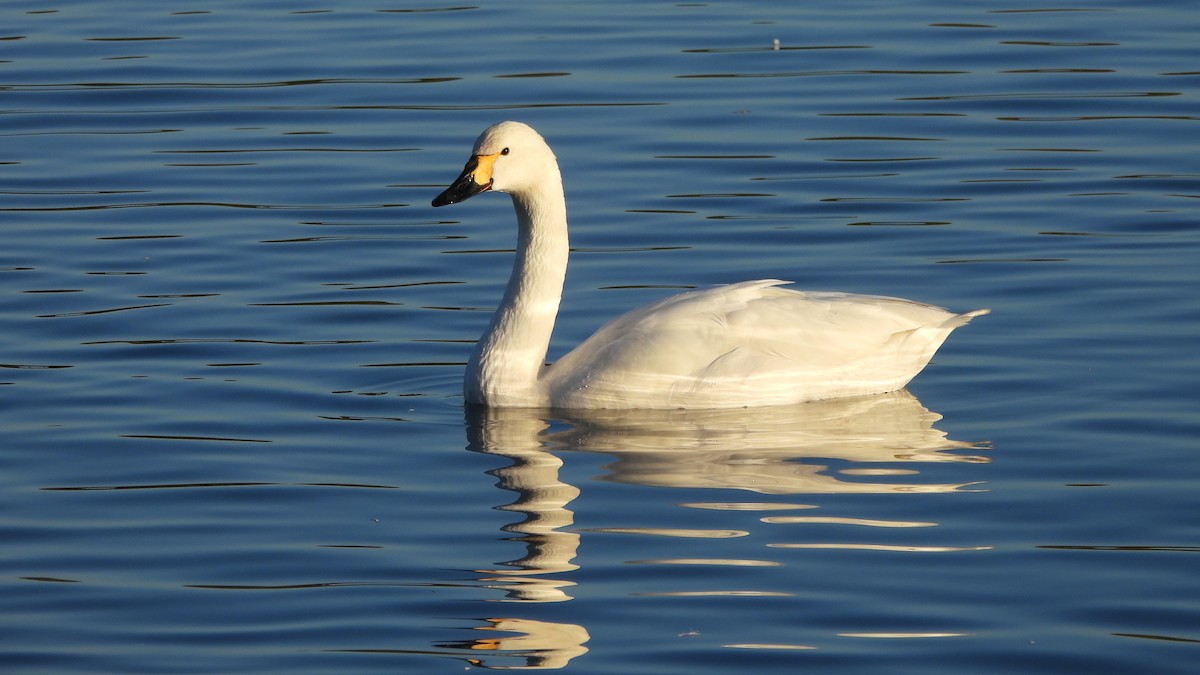 Cygne siffleur - ML626758397