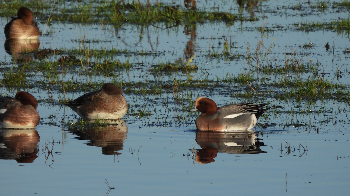 Canard siffleur - ML626758411