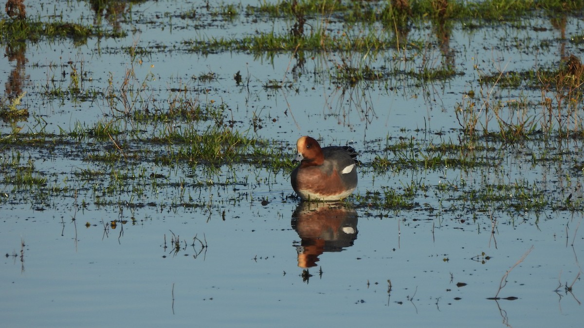 Canard siffleur - ML626758412