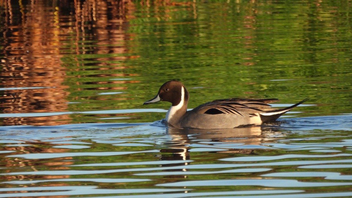 Canard pilet - ML626758437