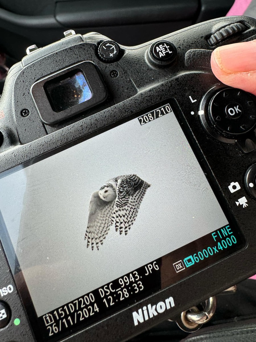 Snowy Owl - ML626758441