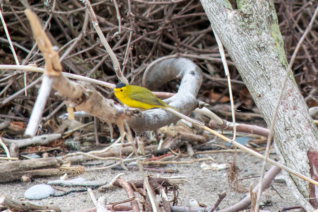 Wilson's Warbler - ML626758490