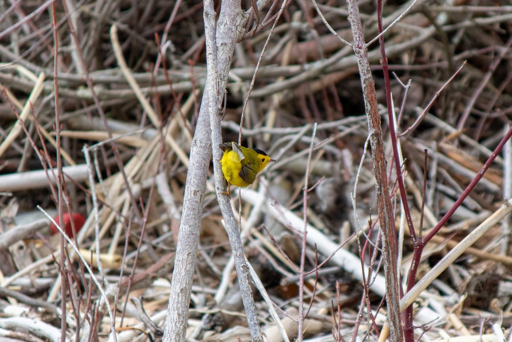 Wilson's Warbler - ML626758494