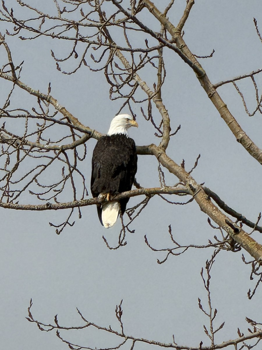 Bald Eagle - ML626758497