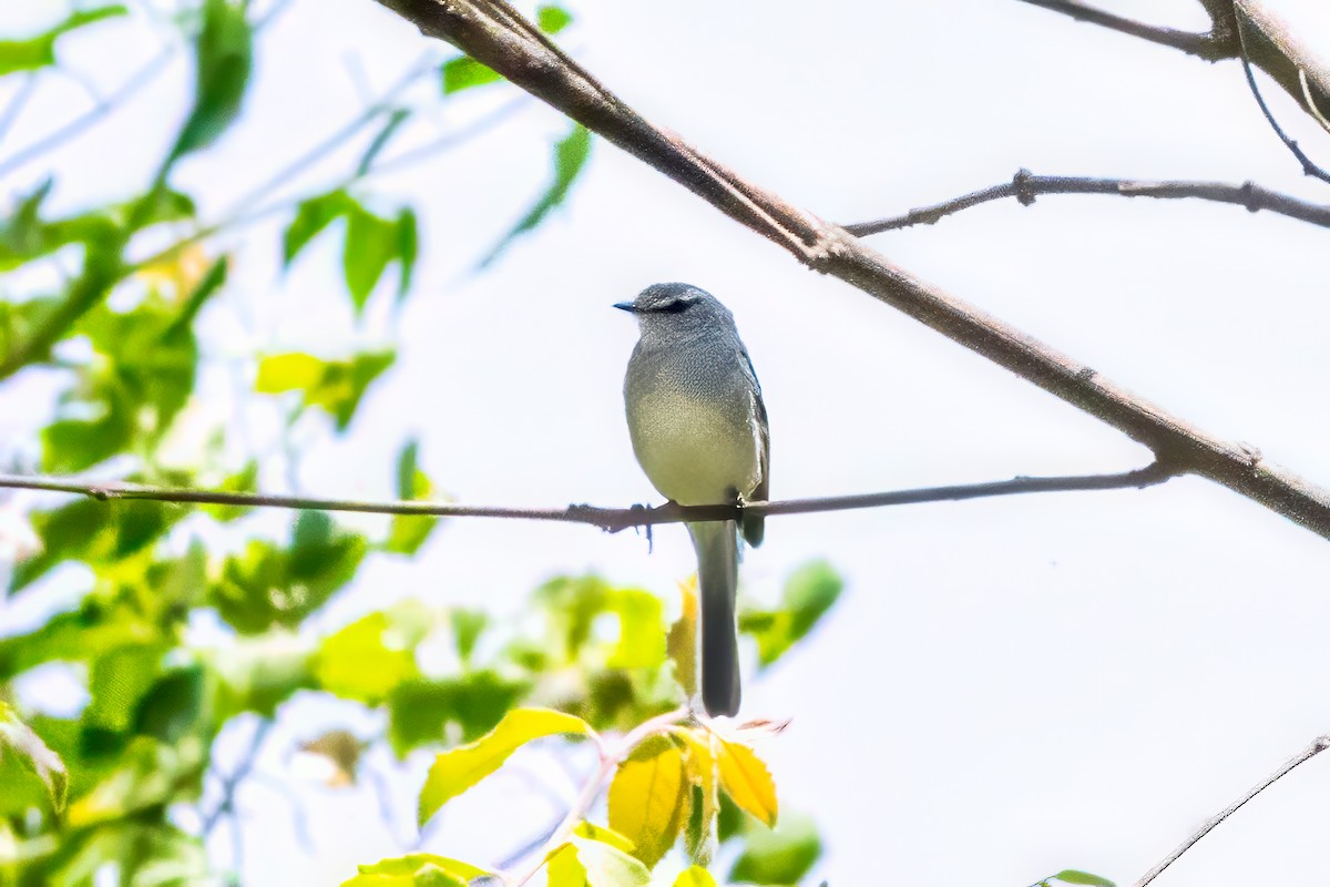 White-crested Tyrannulet (White-bellied) - ML626758717