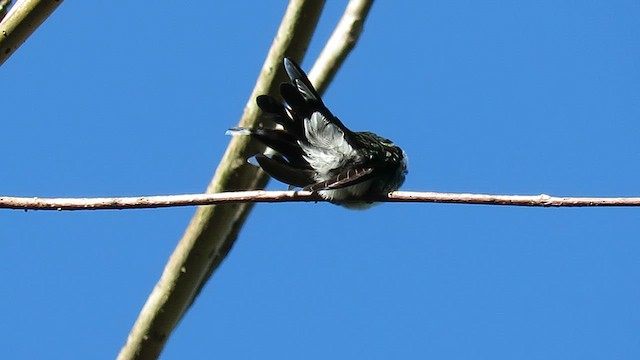 Red-billed Streamertail - ML626758798