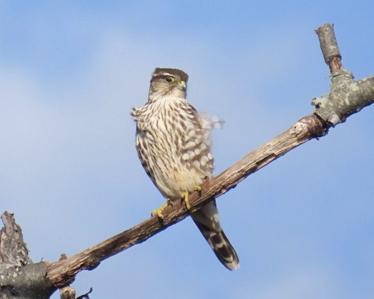 Merlin (Taiga) - ML626758893