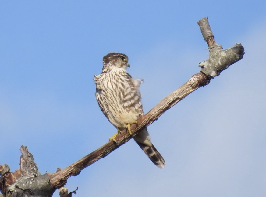 Merlin (Taiga) - ML626758894