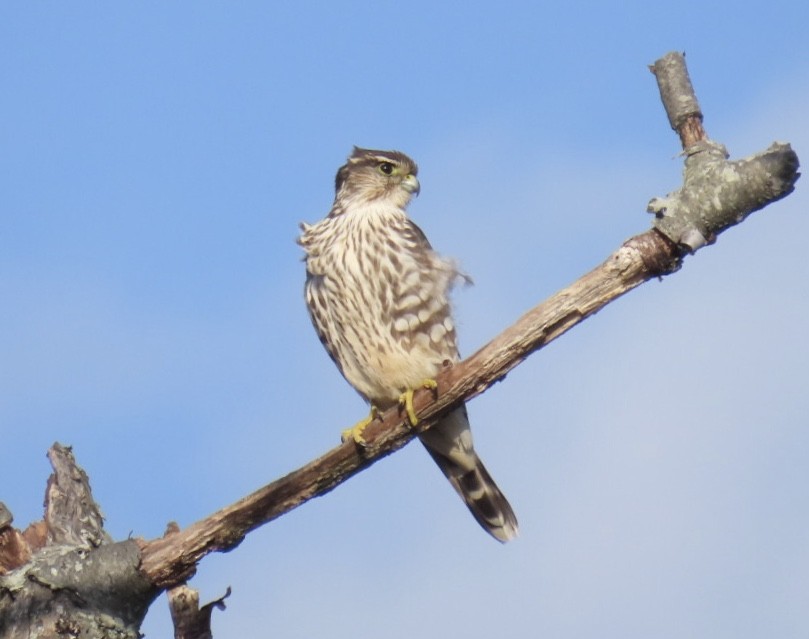 Merlin (Taiga) - ML626758895