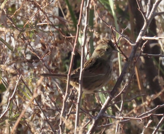 Swamp Sparrow - ML626758900