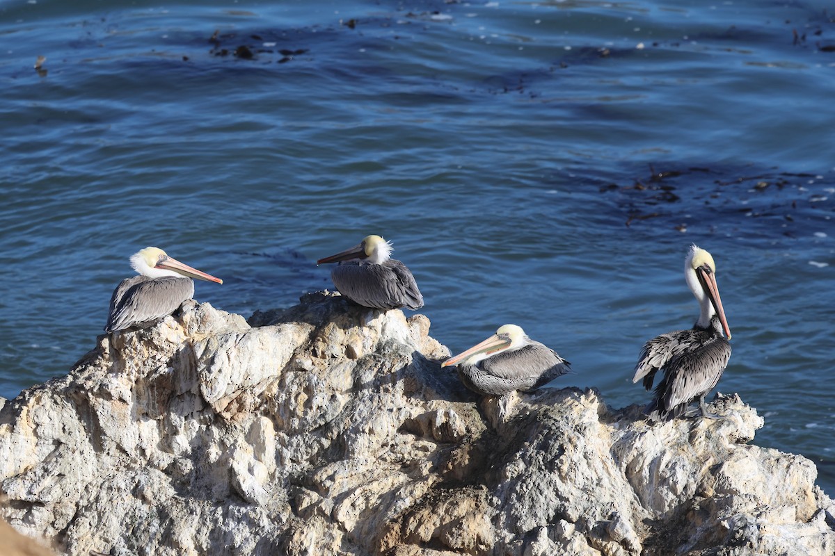 Brown Pelican - ML626758969