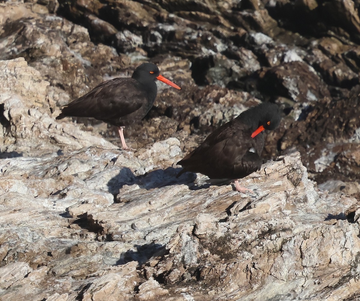 Black Oystercatcher - ML626758970