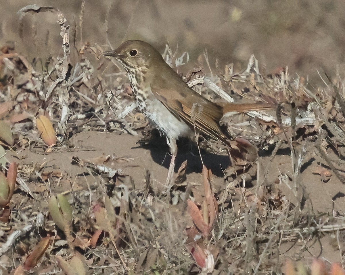 Hermit Thrush - ML626758988