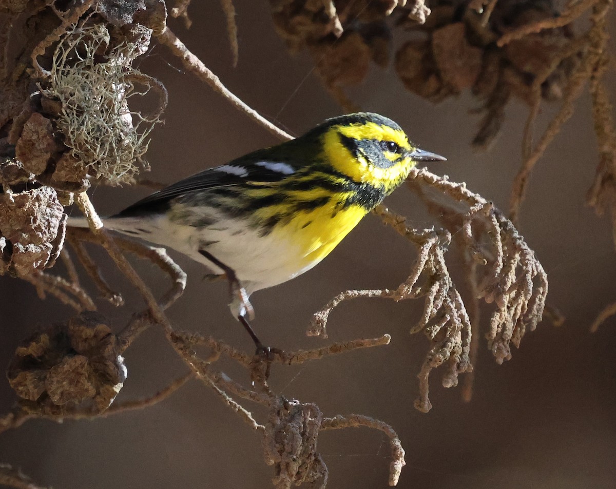 Townsend's Warbler - ML626758999