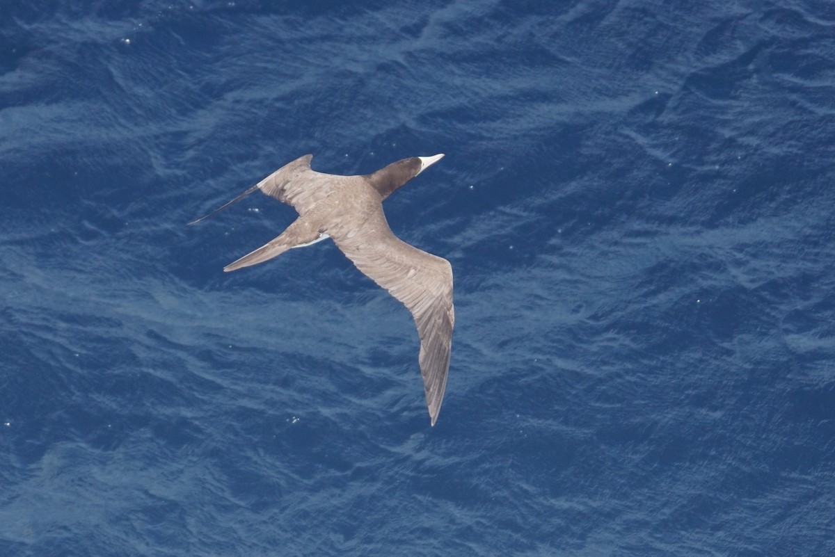 Brown Booby - ML626759187