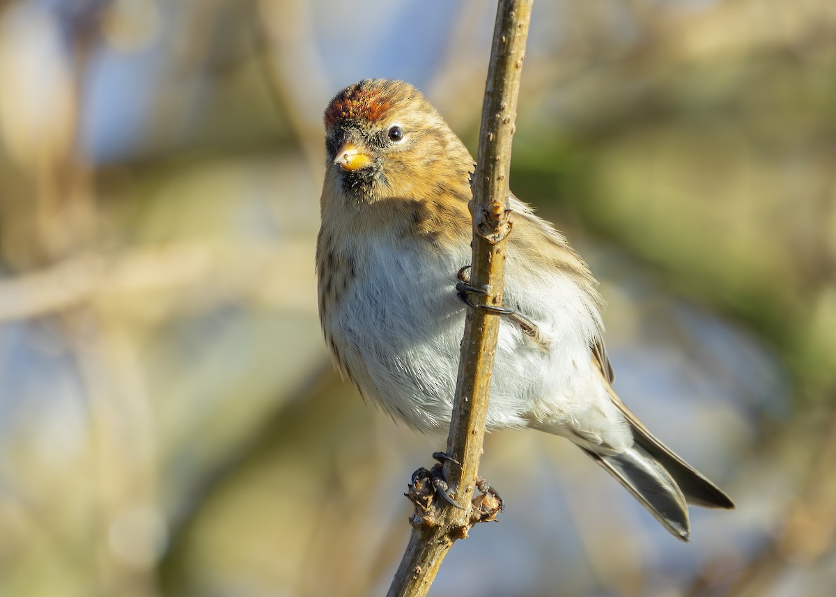 Redpoll (Lesser) - ML626759298