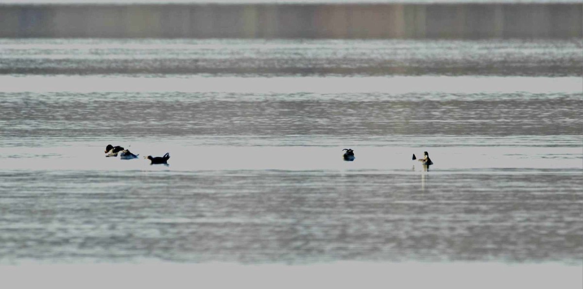 duck sp. - ML626759362