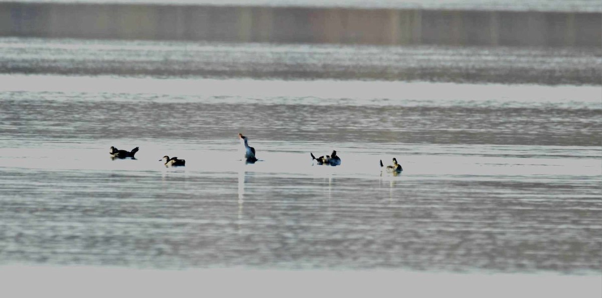 duck sp. - ML626759363