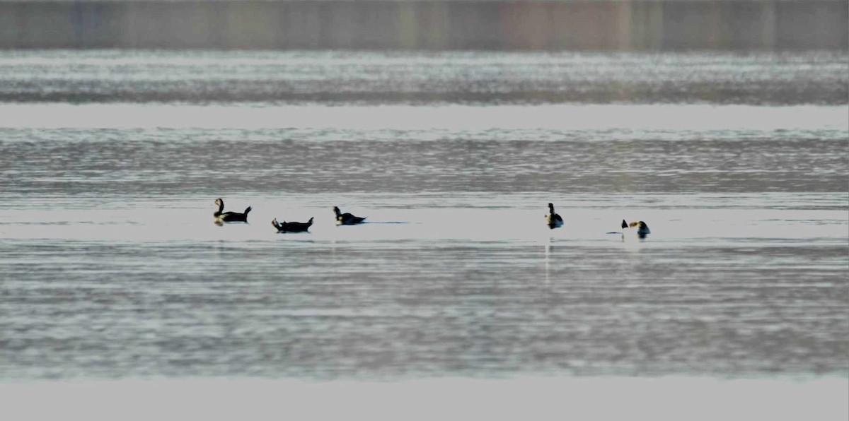 duck sp. - ML626759364