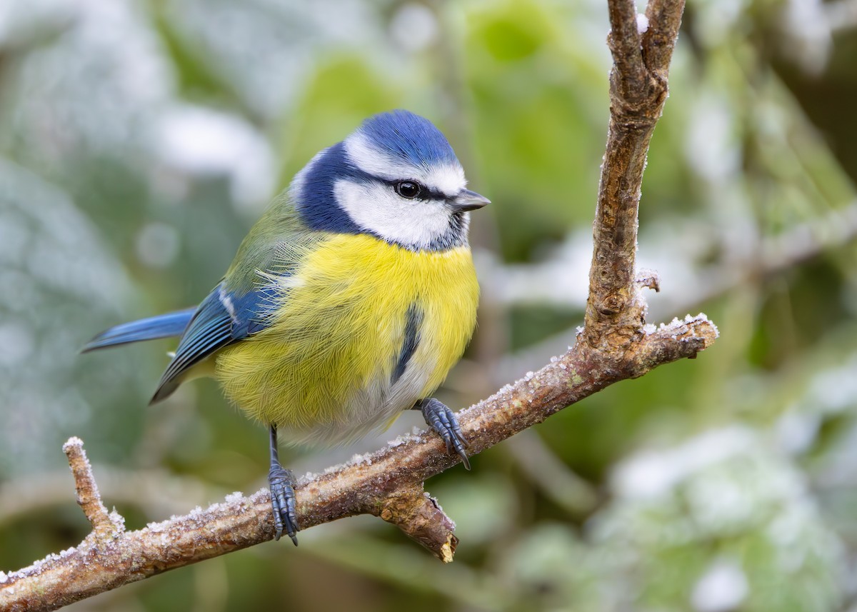Eurasian Blue Tit - ML626759556