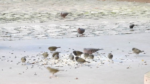 Common Ground Dove - ML626759739