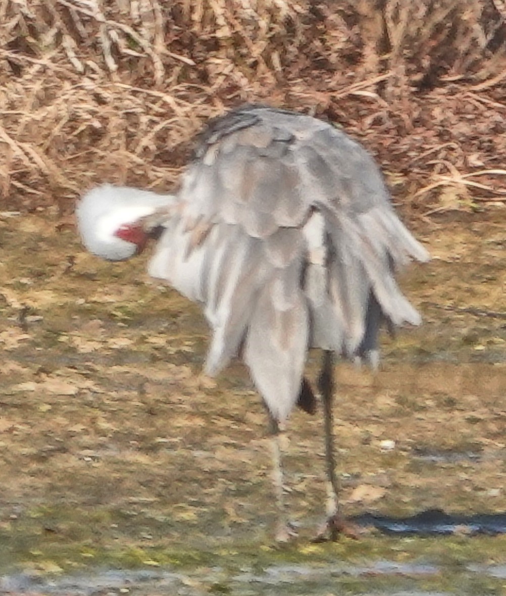 Sandhill Crane - ML626759866