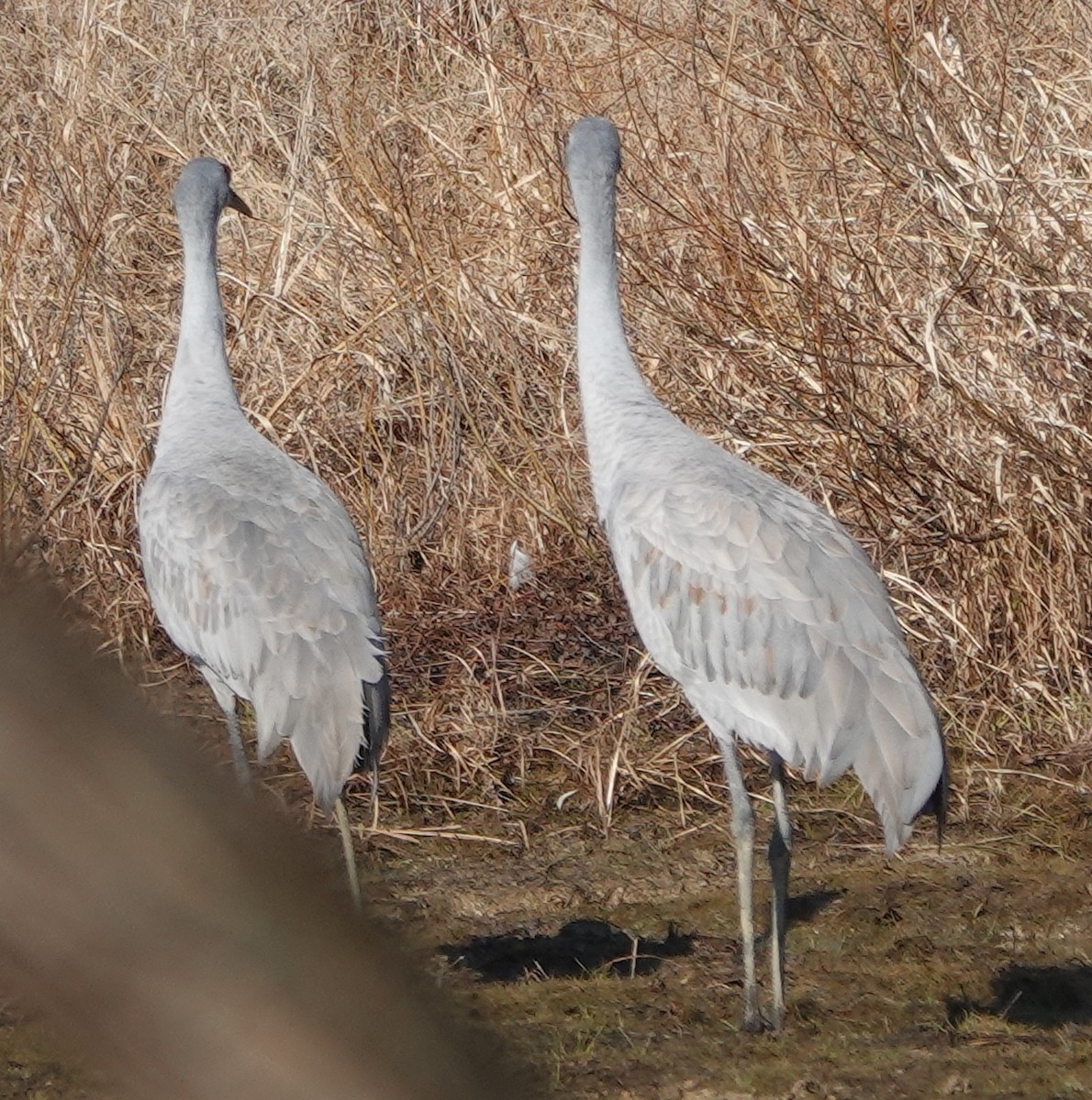 Sandhill Crane - ML626759867